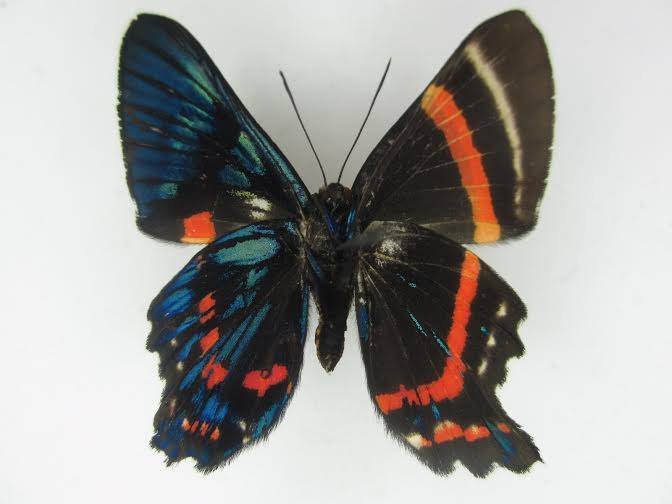 Ancyluris sp (gynandromorph, verso) (Internet Image property of respective owner, non-commercial use only)